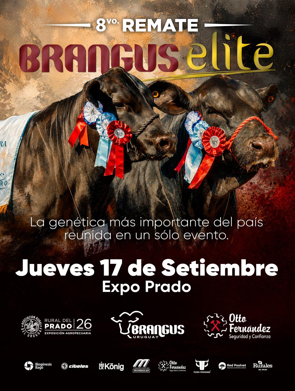Remate 8º Brangus de Elite