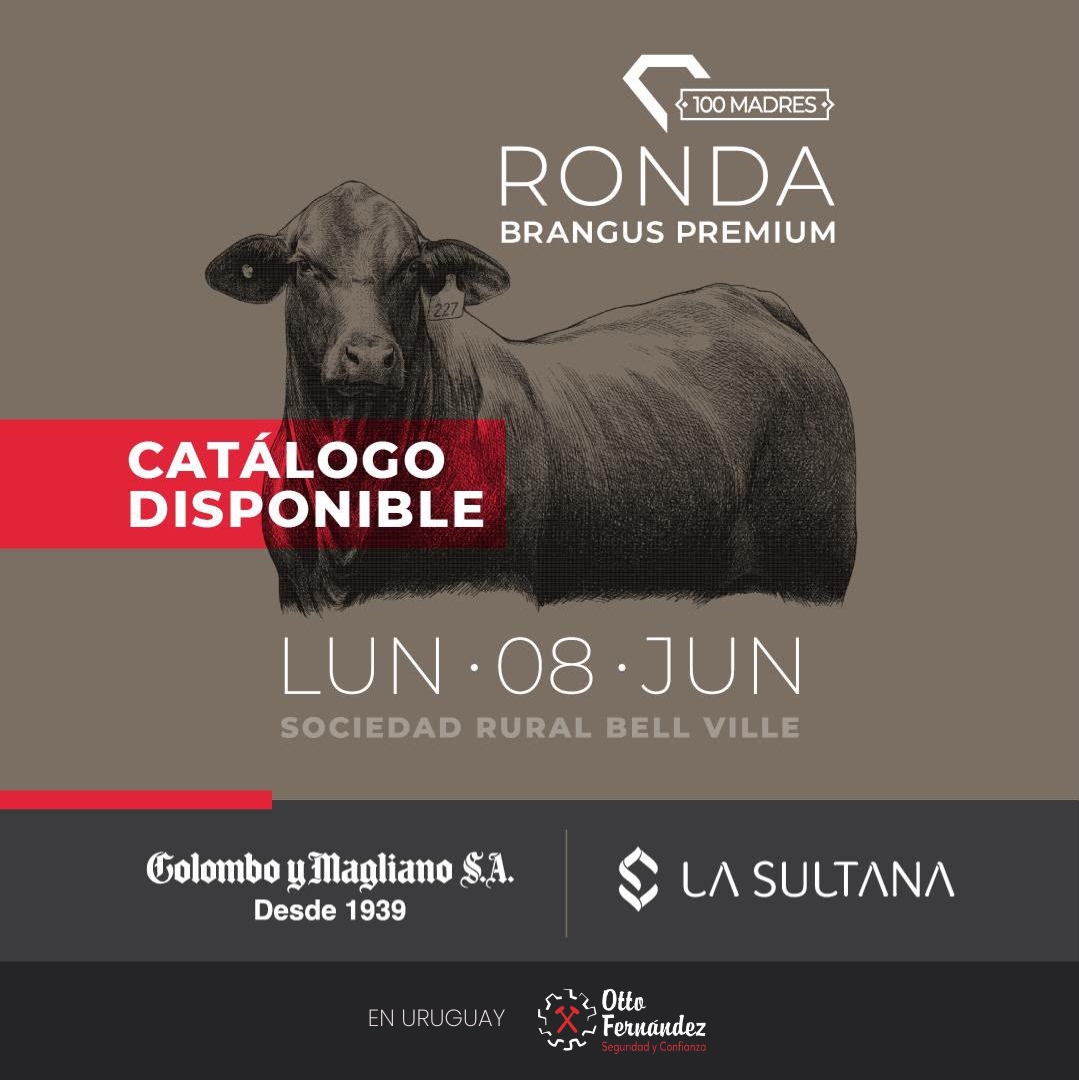 #9 RONDA BRANGUS PREMIUM