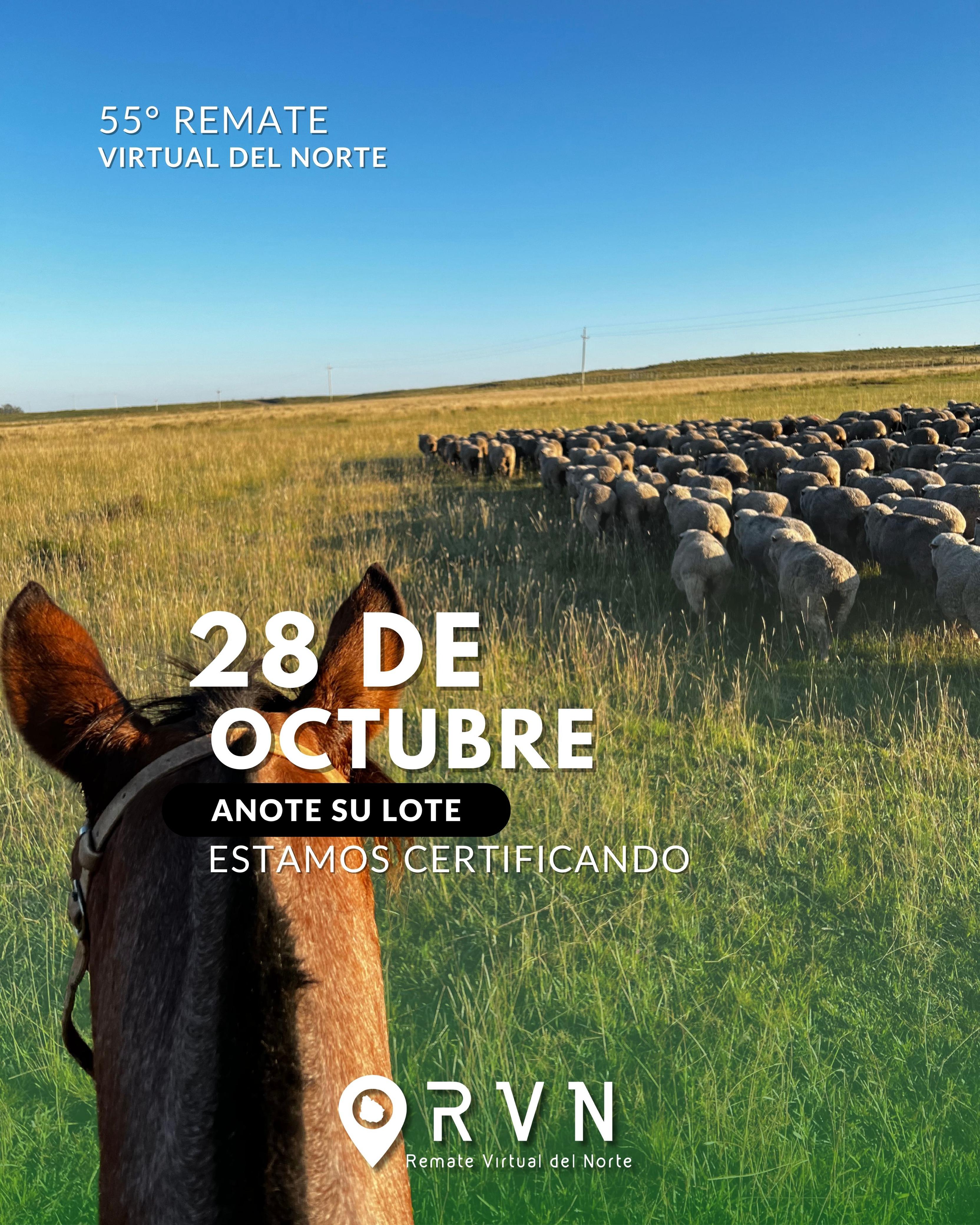 55º Remate Virtual del Norte