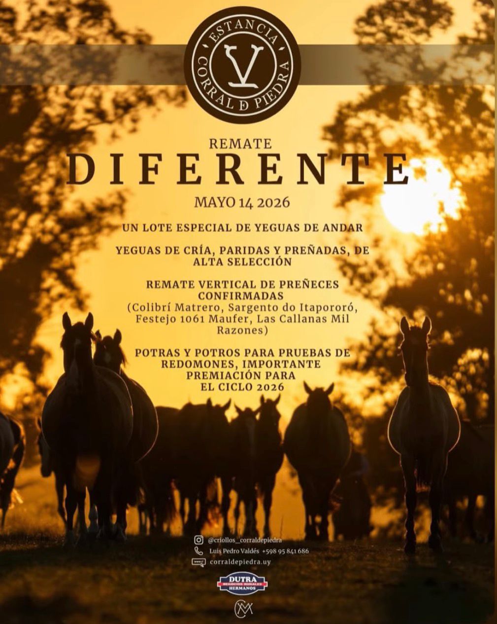 Remate Remate de yeguas Criollas