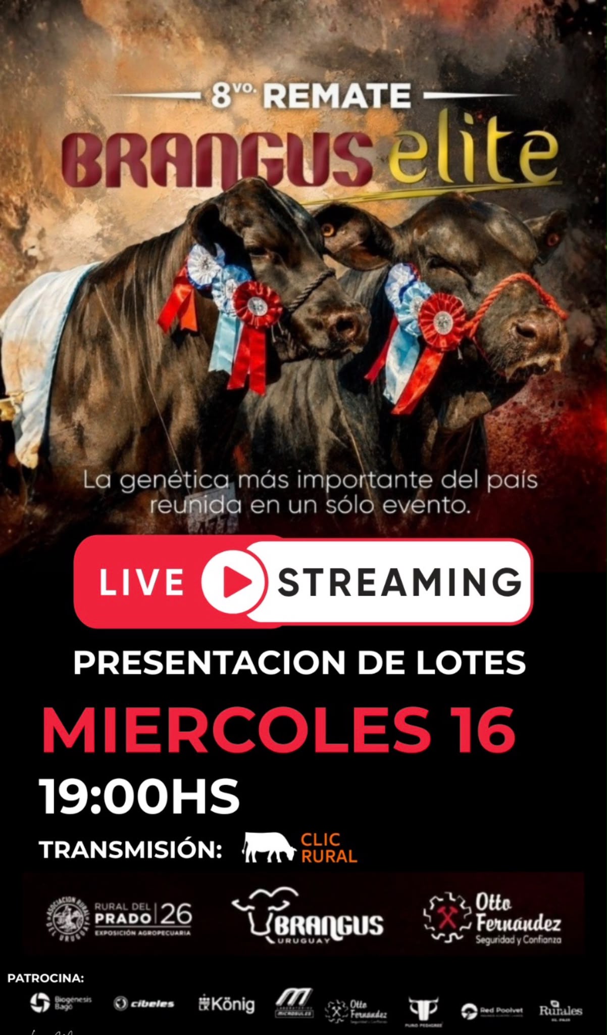 Presentacion de lotes - Brangus de Elite