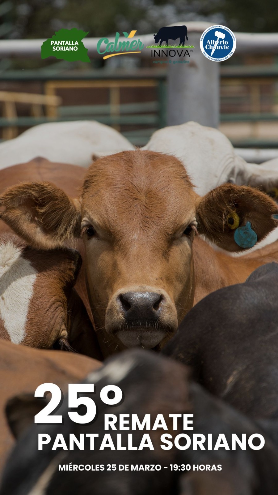 Remate 25º Pantalla Soriano