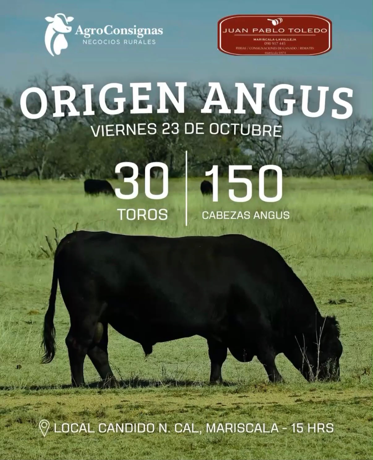 Afiche Origen Angus