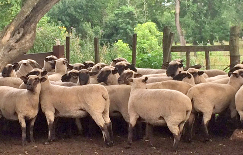 Afiche REMATE VIRTUAL A BENEFICIO COVID- HAMPSHIRE DOWN