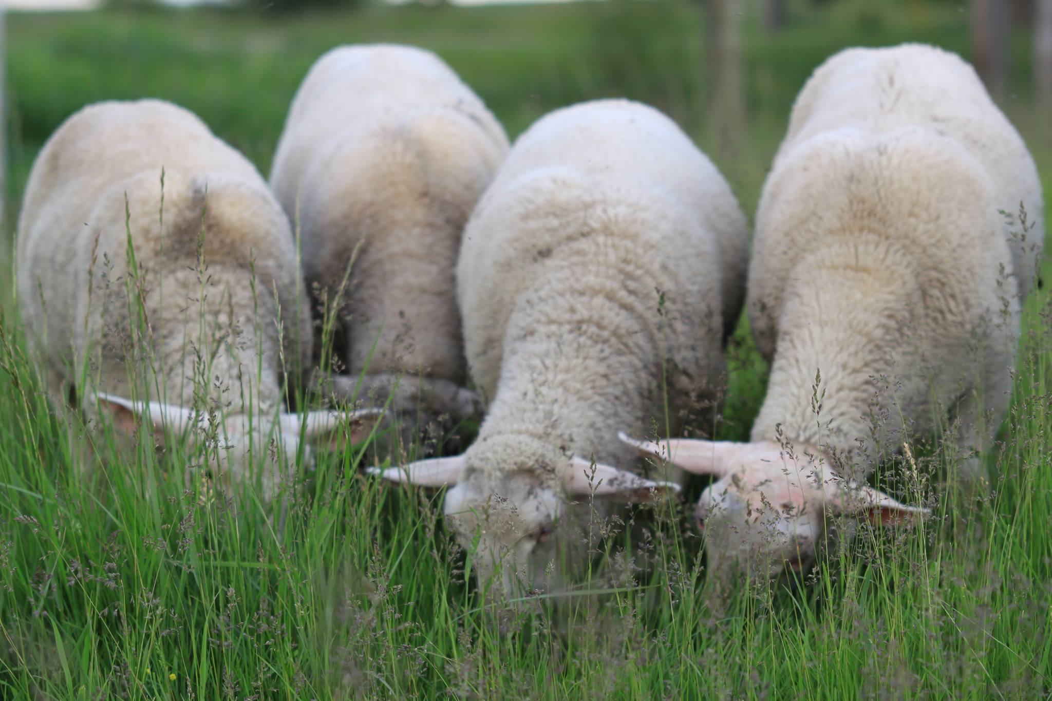 Afiche MAS CARNE MAS LANA ONLINE