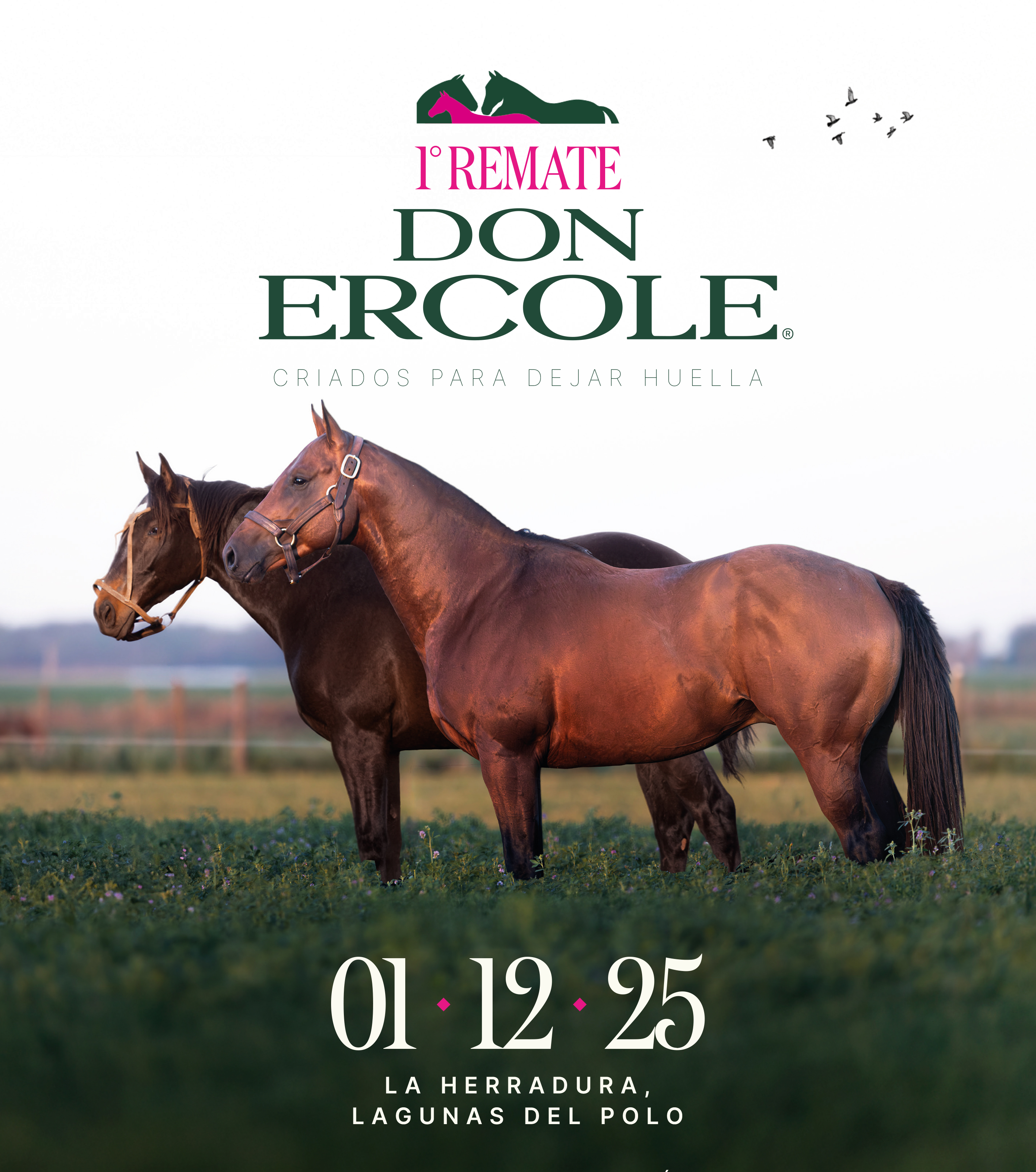 1ER REMATE DON ERCOLE