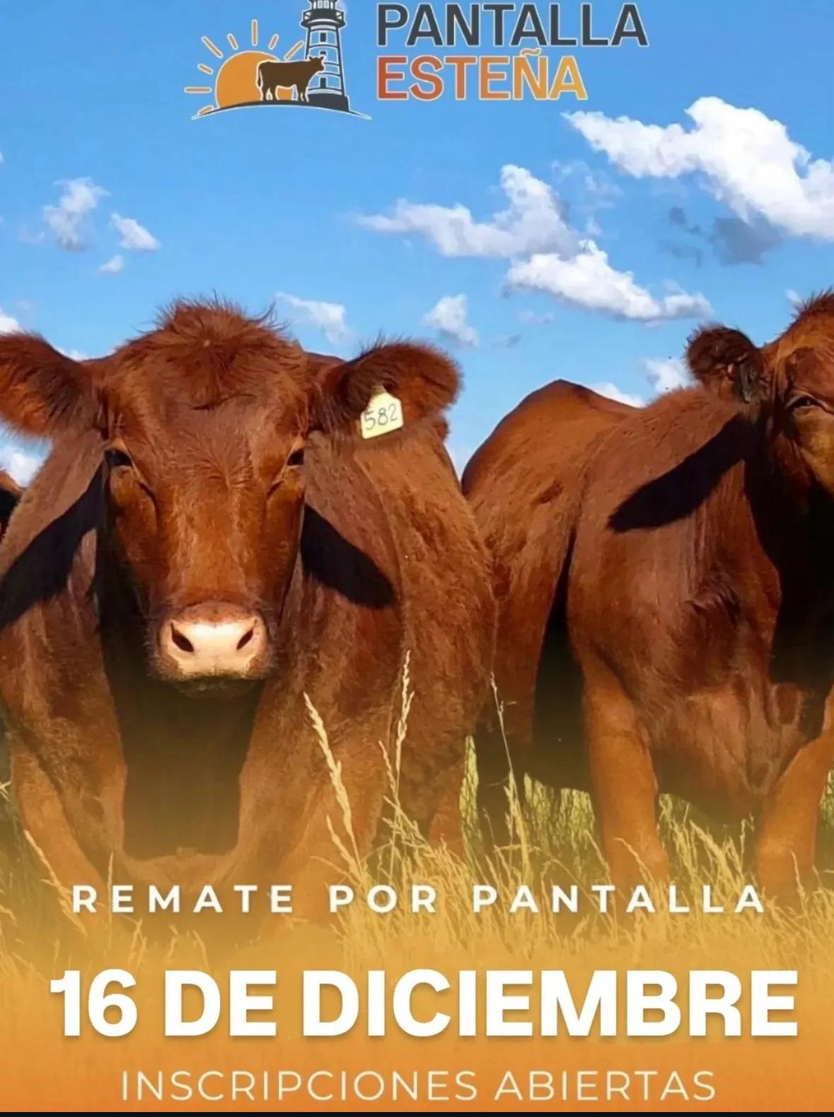 Remate 2º Pantalla Esteña