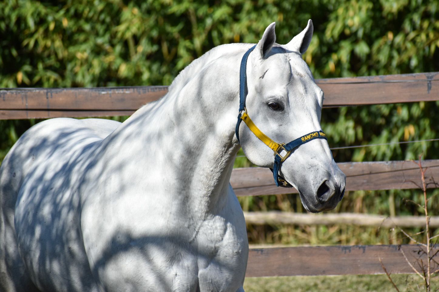Remate REMATE ANUAL - HARAS AL GALOPE