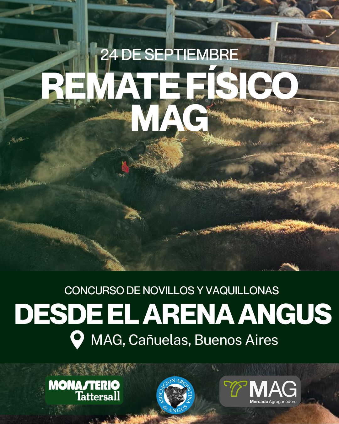 Remate Especial MAG Angus