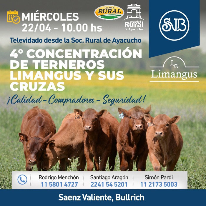 4° Concentracion Terneros Limangus