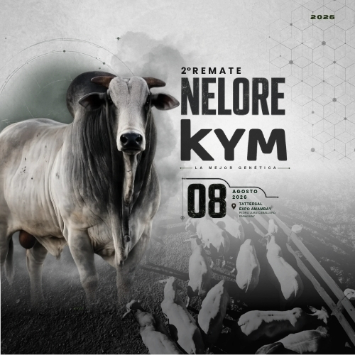 2º Nelore KyM